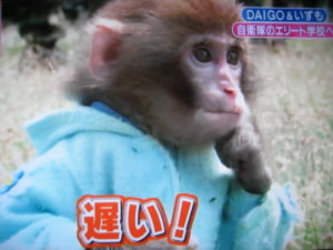 猿のいずも(日光さる軍団)の現在は?DAIGOとの関係は?【志村どうぶつ園】