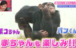 ポコちゃん(チンパンジー)の現在は死亡したは嘘!?どうしている?【志村どうぶつ園】