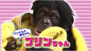 プリンちゃん(チンパンジー)の今現在の年齢は何歳?どこにいるの?【志村どうぶつ園】