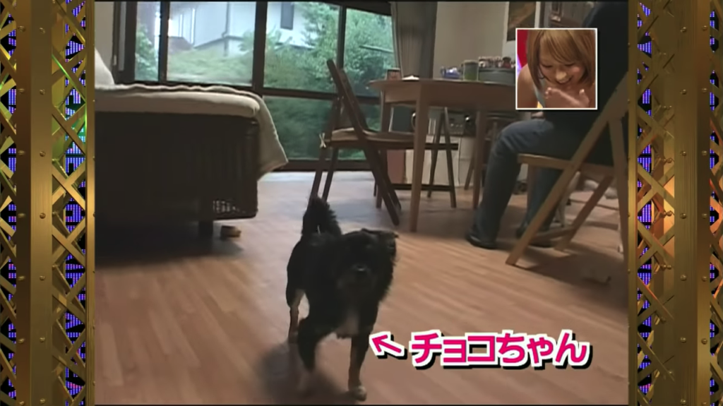 浜崎あゆみの愛犬の名前や犬種は 何匹飼ってる 過去のワンちゃんも紹介
