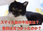 スマイル君(保護猫)の今現在(2021最新)は何してる?その後里親は見つかったのか?