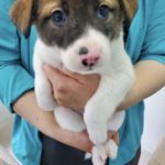 えちごんくん(保護犬)の犬種や年齢は?男性が嫌いな理由や過去とは?里親は?【志村どうぶつ園】