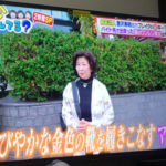 砂田みさ(TBS)は砂田実の娘！？経歴や職業は童話作家？【あいつ今何してる？】